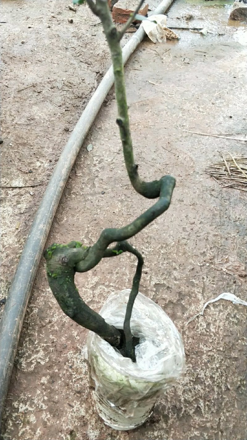 金蛋子，弯弯绕绕的，小山灌木