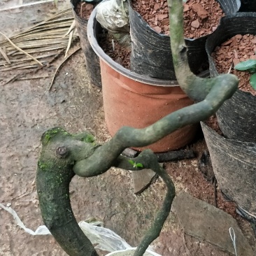 金蛋子，弯弯绕绕的，小山灌木