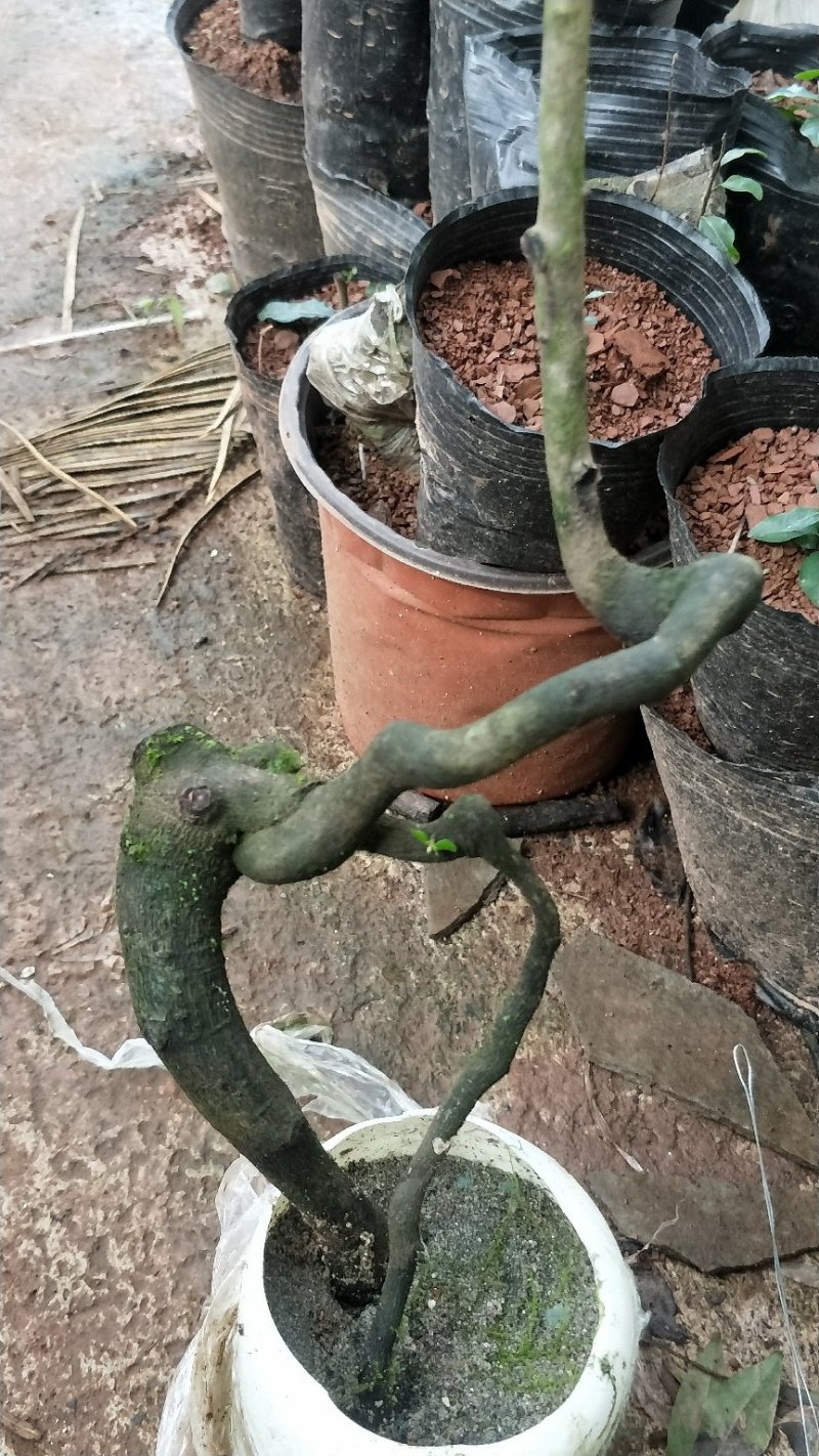 金蛋子，弯弯绕绕的，小山灌木