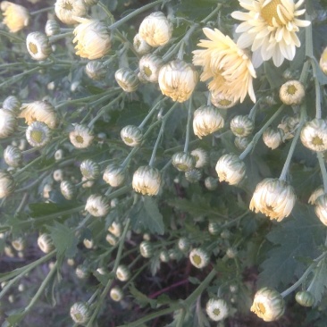 苏北菊杭白菊茶菊