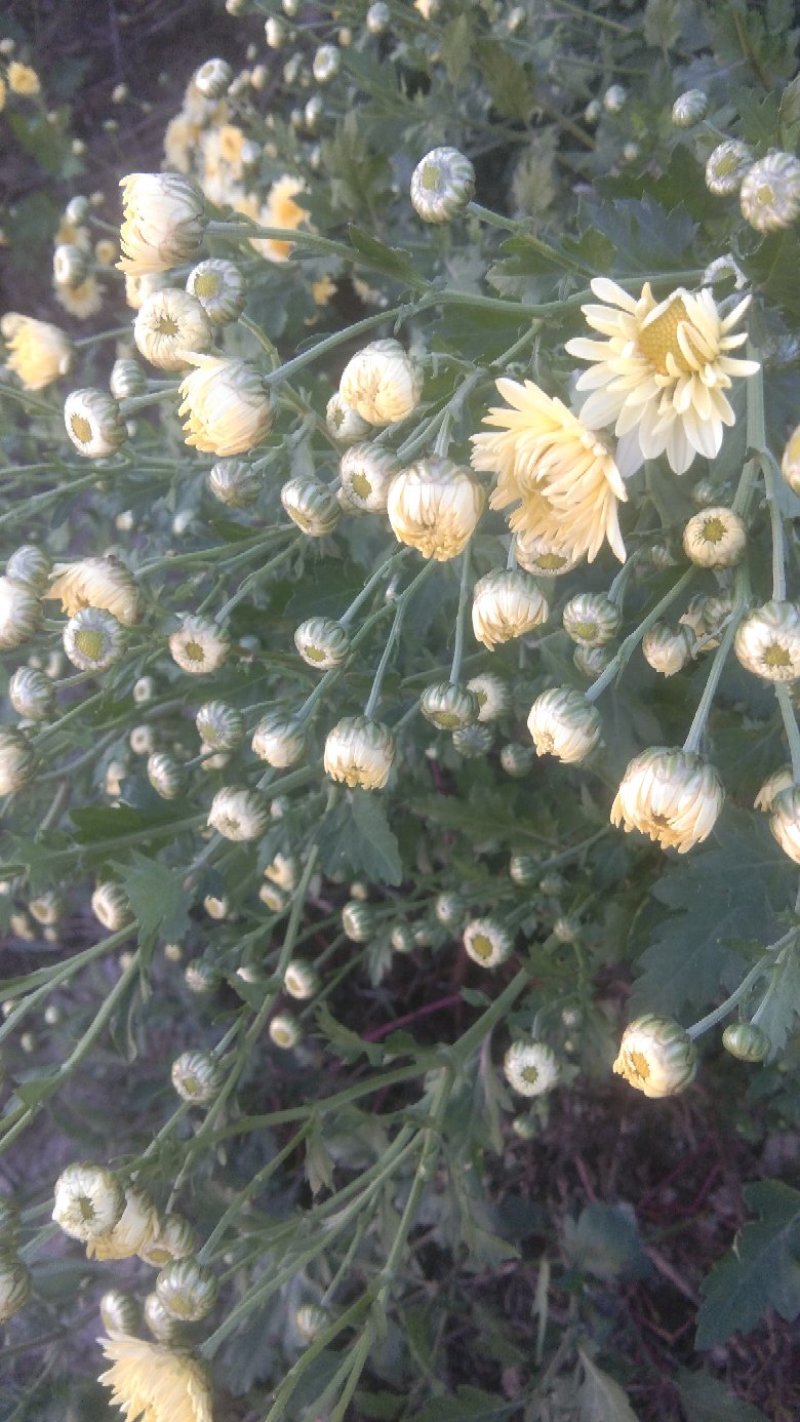 苏北菊杭白菊茶菊