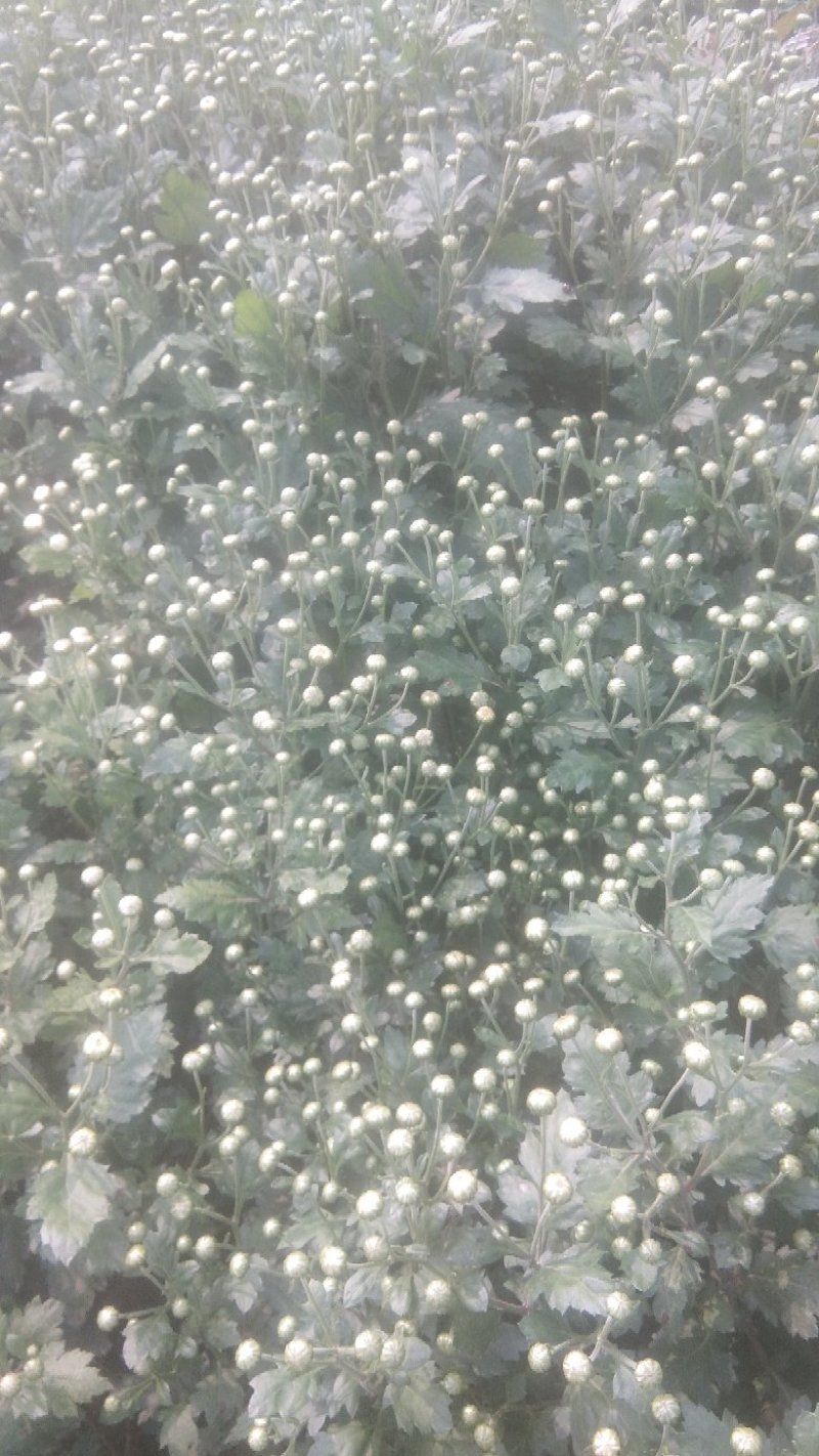 苏北菊杭白菊茶菊