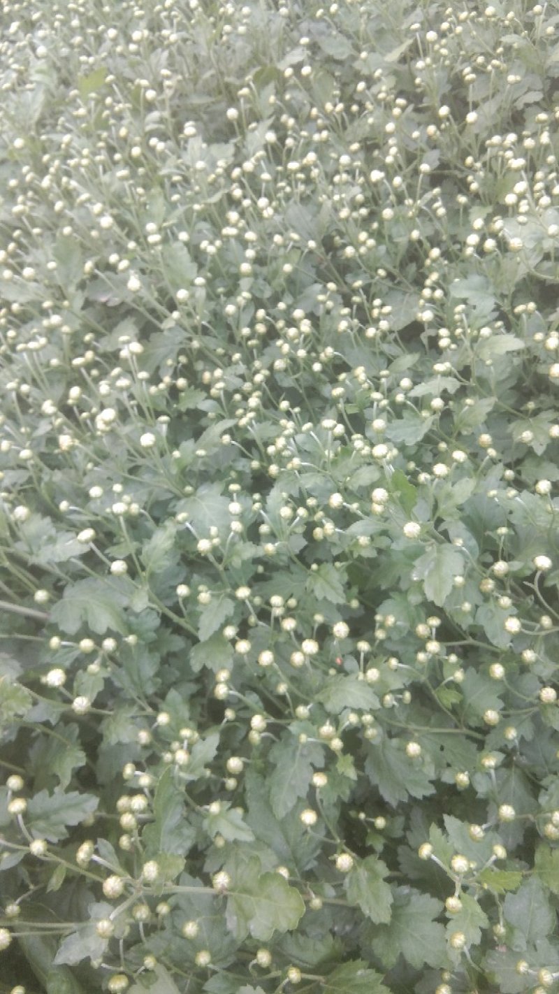 苏北菊杭白菊茶菊