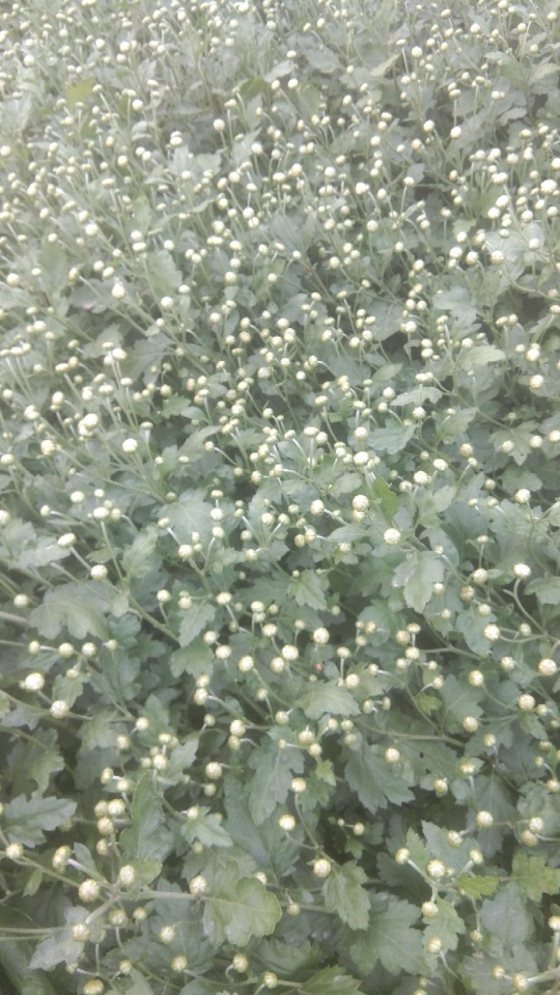 苏北菊杭白菊茶菊
