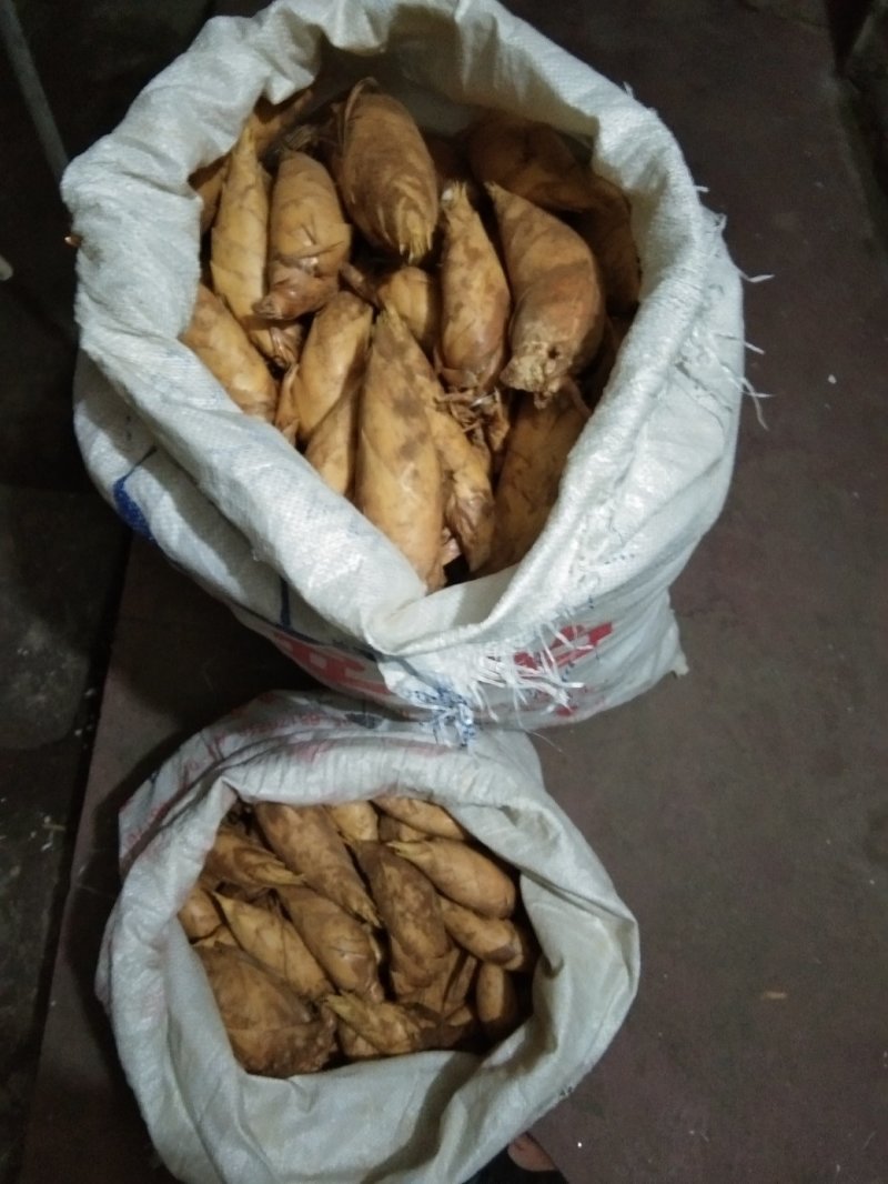 冬笋春笋罐头笋大量批发。