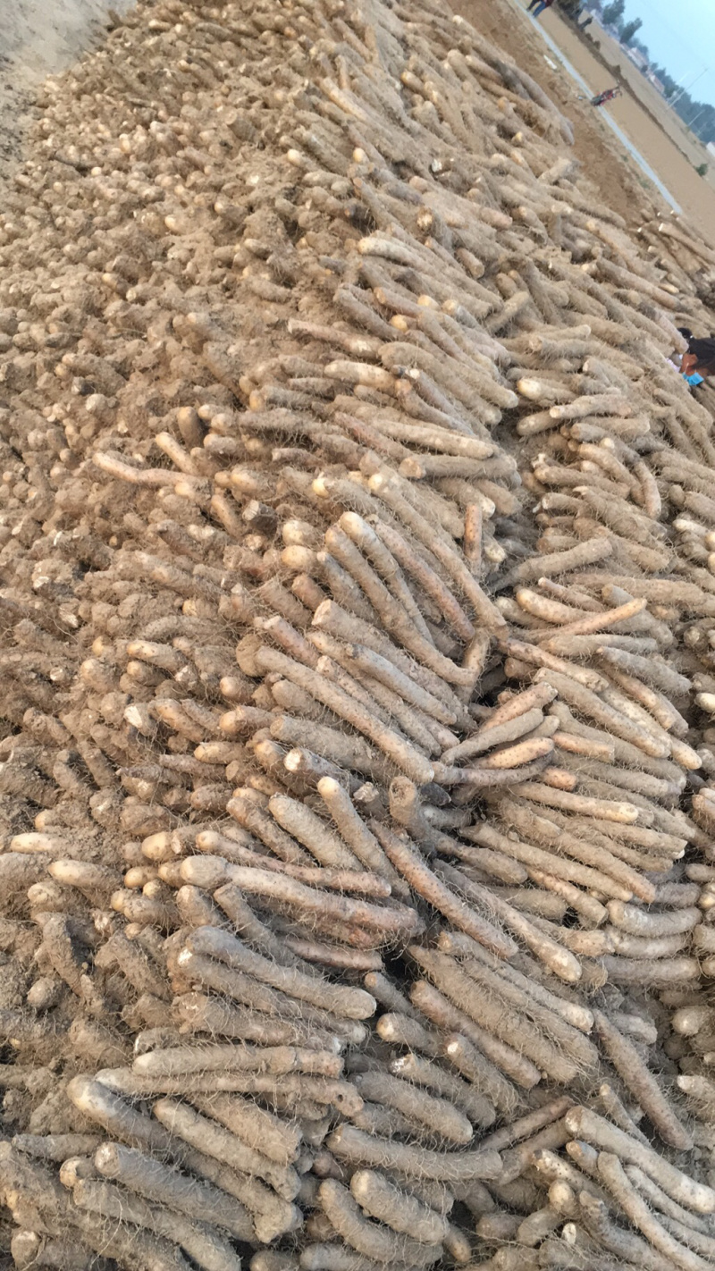 山药，沙地口感好，条形好