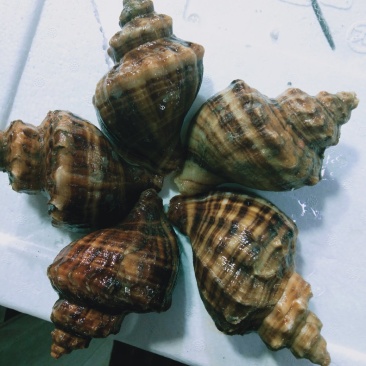 鲜活海鲜