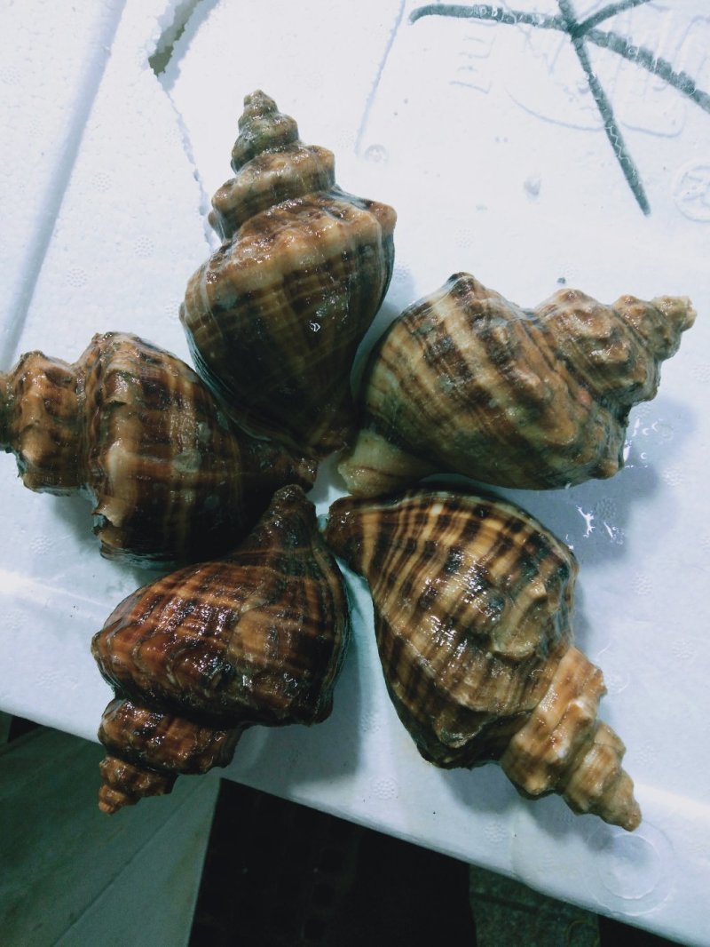 鲜活海鲜