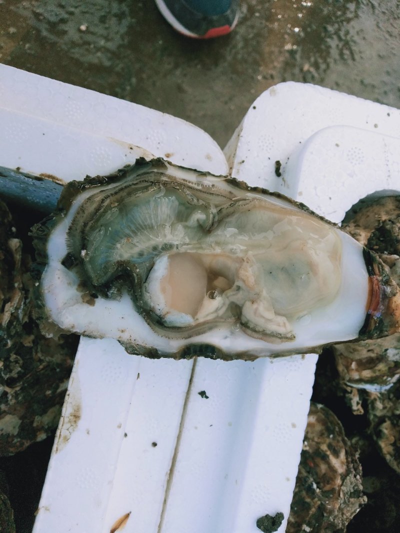鲜活海鲜