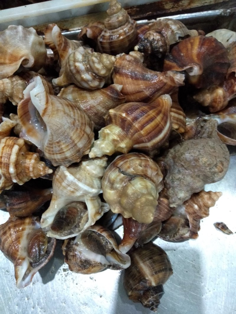 鲜活海鲜