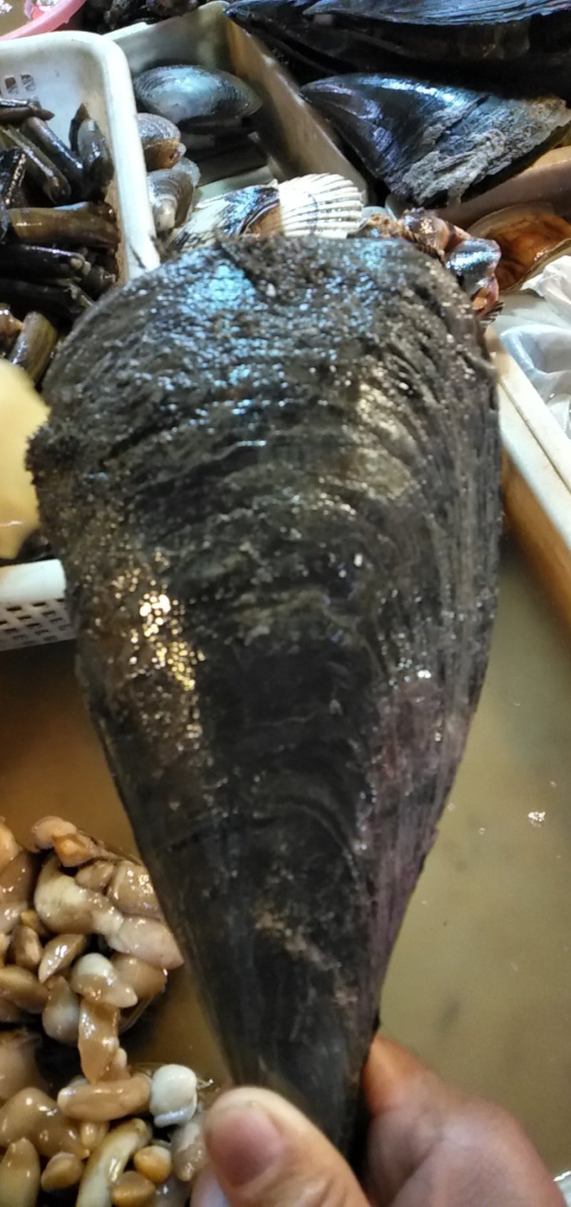 鲜活海鲜