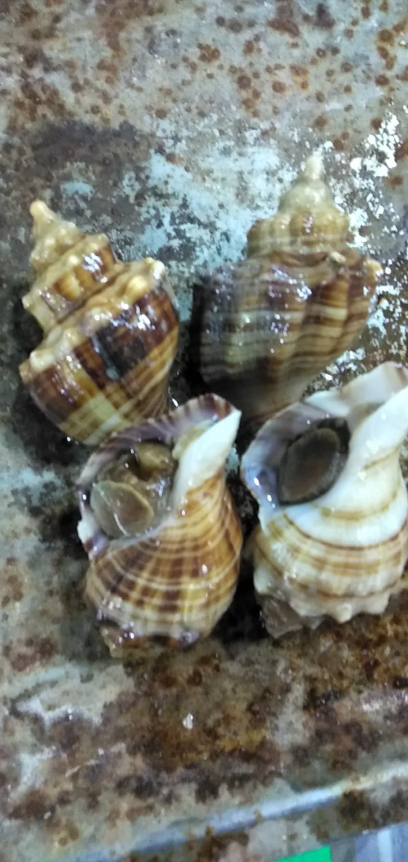 鲜活海鲜