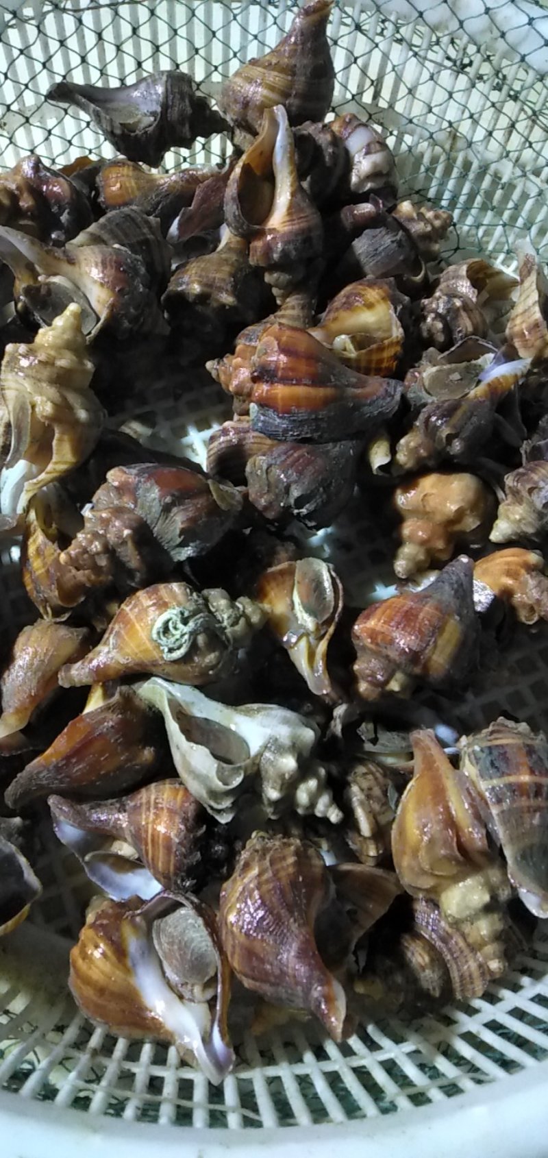 鲜活海鲜