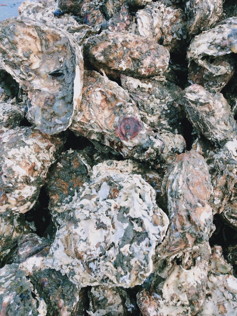 鲜活海鲜