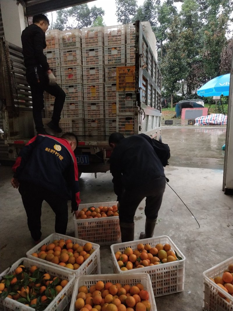 大量供应爱媛电商果市场果高次果(二级果)一手货源