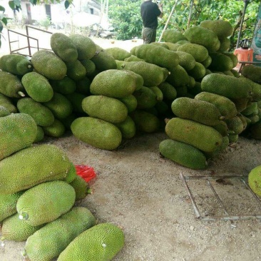 海南黄肉菠萝三亚菠萝蜜蜜零售批发