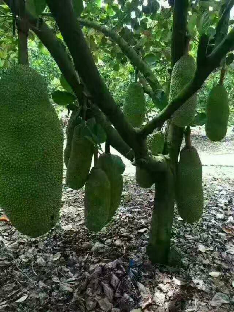 海南黄肉菠萝三亚菠萝蜜蜜零售批发