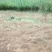 花椒树