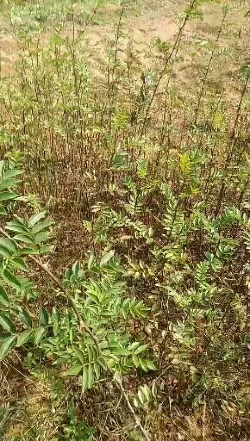 花椒树