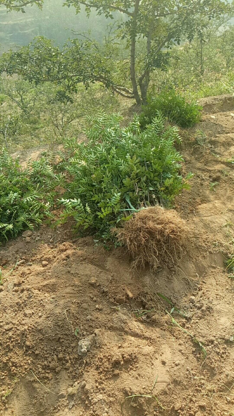 花椒树