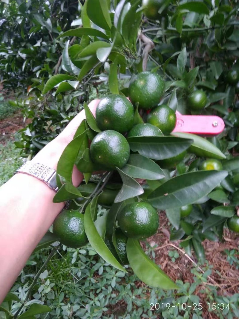 青皮蜜桔广西象州县特产，欢迎老板过来装货