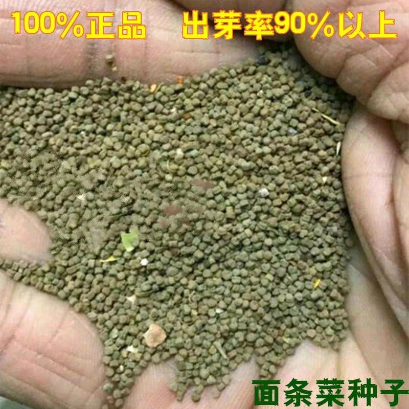 【野生面条菜种子】全国春秋露地菜园栽培阳台盆栽蔬菜