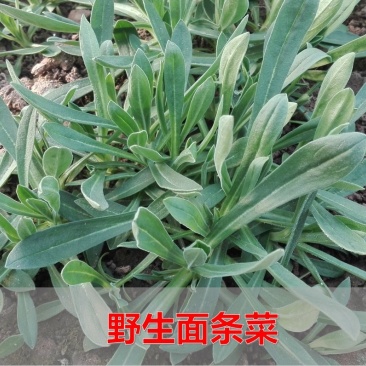 【野生面条菜种子】全国春秋露地菜园栽培阳台盆栽蔬菜