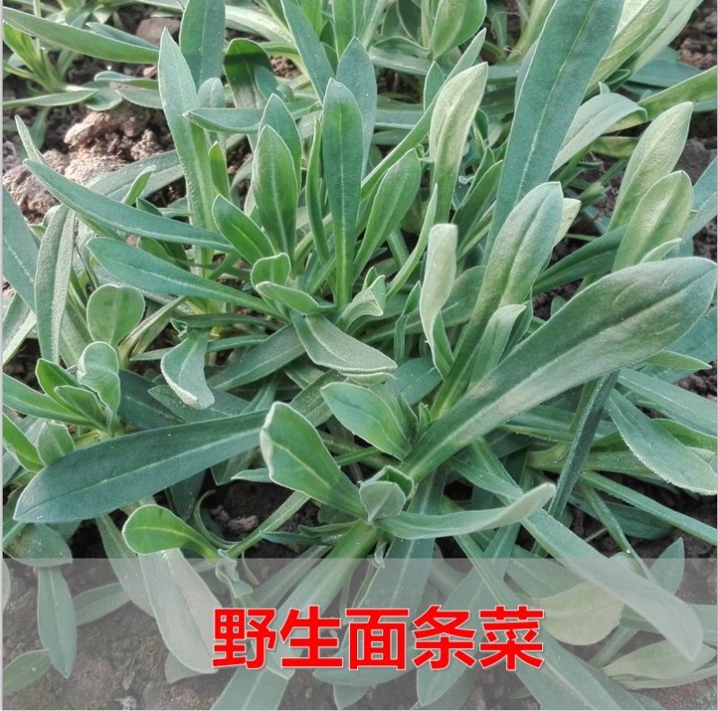 【野生面条菜种子】全国春秋露地菜园栽培阳台盆栽蔬菜