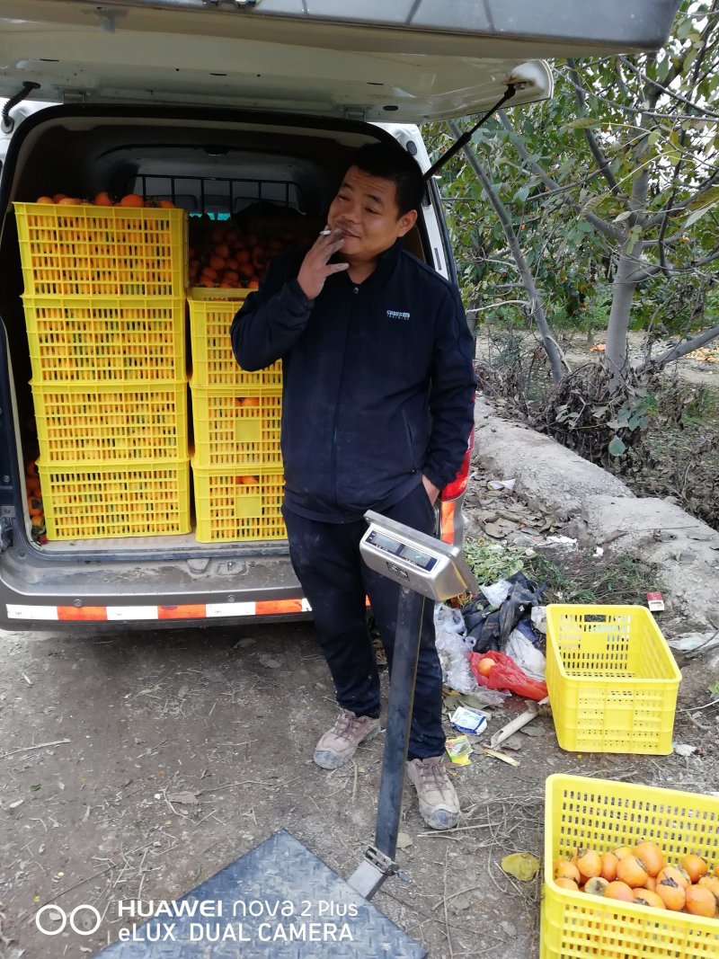 耀州东塬优质尖尖柿子!