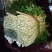 白芹菜，带根和不带根都有