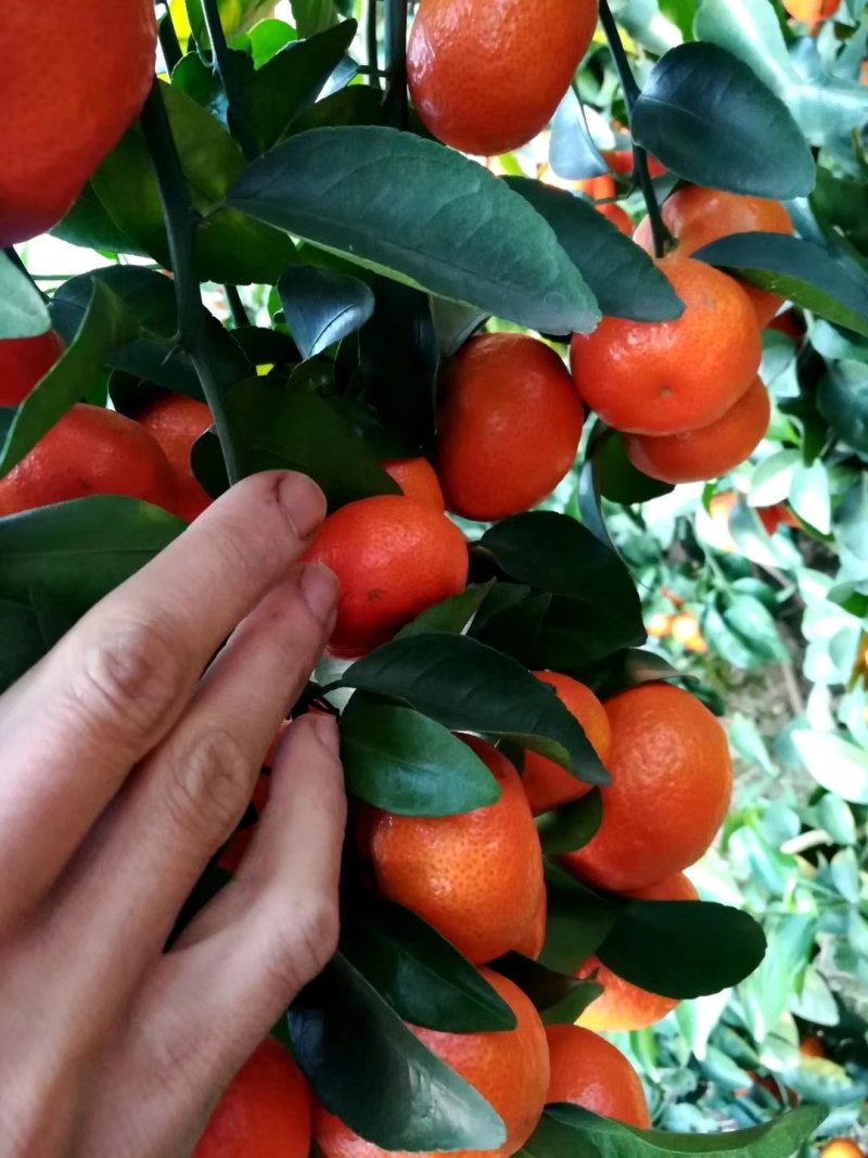 沙糖桔