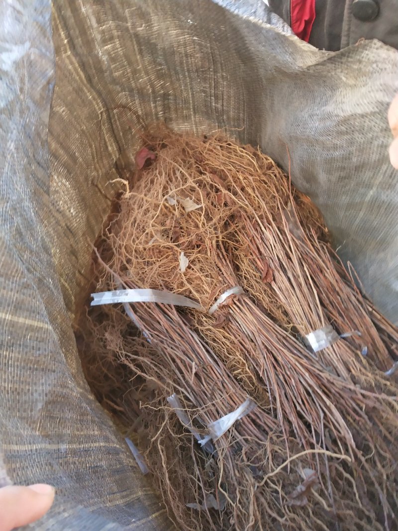 软枣子苗圆枣子苗软枣苗软枣猕猴桃苗奇异梅