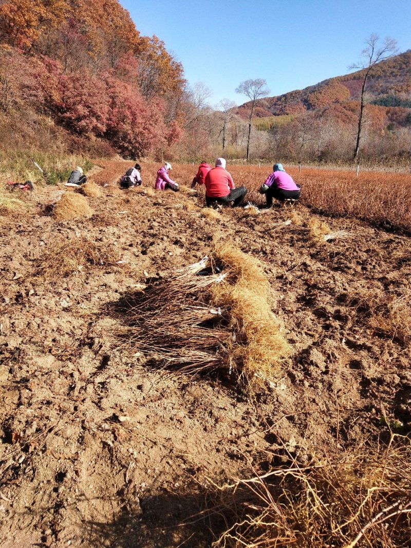 软枣子苗圆枣子苗软枣苗软枣猕猴桃苗奇异梅