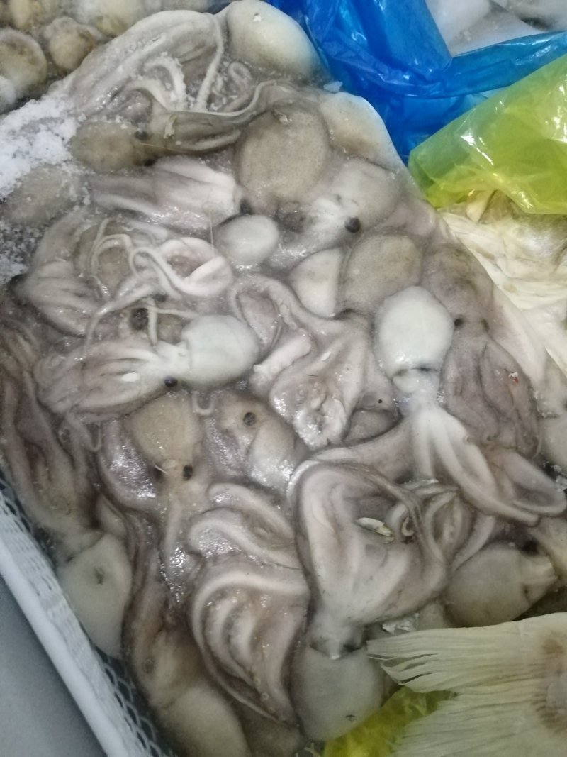 冻品海鲜