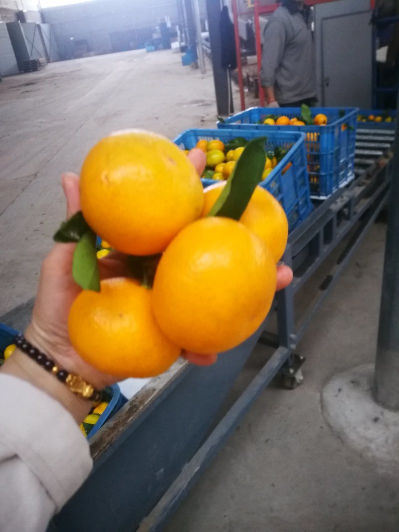 特早蜜橘湖北蜜橘早熟叶橘产地供货大量上市.诚信经营.田头