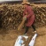 山药，放药麻山药圆滚，圆滚直流白