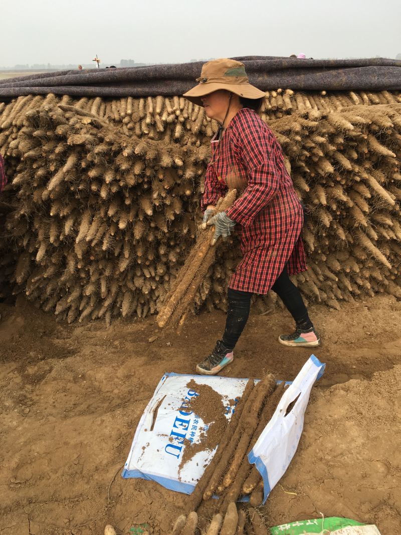 山药，放药麻山药圆滚，圆滚直流白