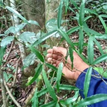 白花牛奶根