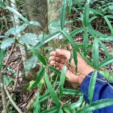 白花牛奶根