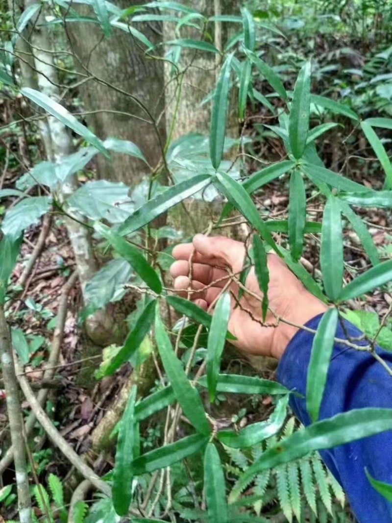 白花牛奶根