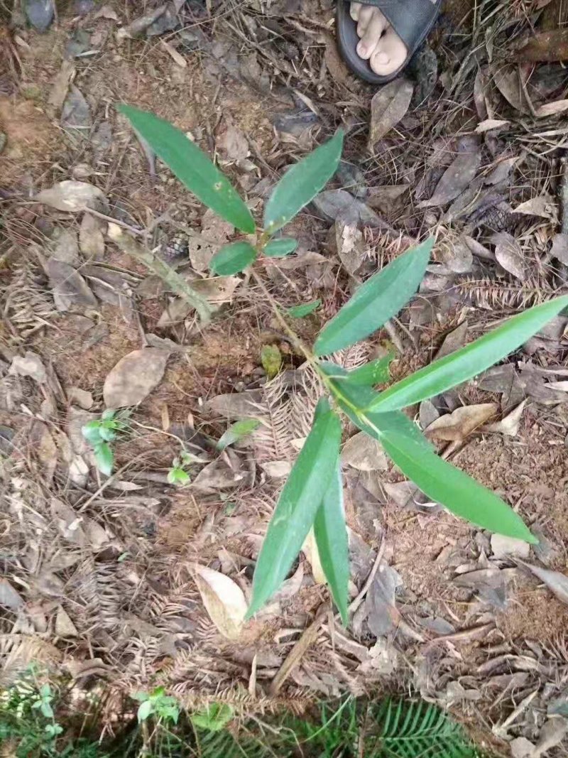 白花牛奶根