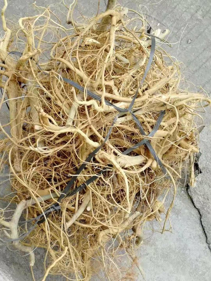 白花牛奶根