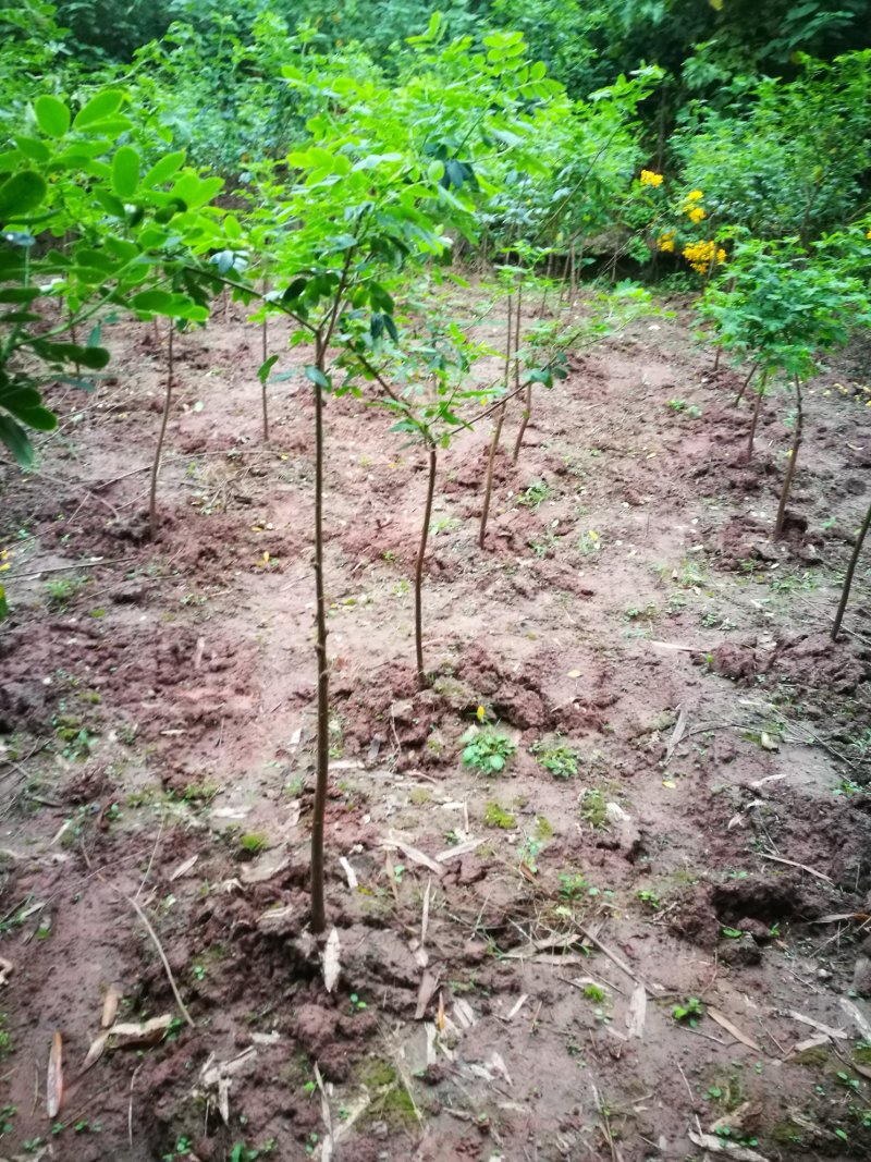 黄花槐黄槐树黄花槐苗
