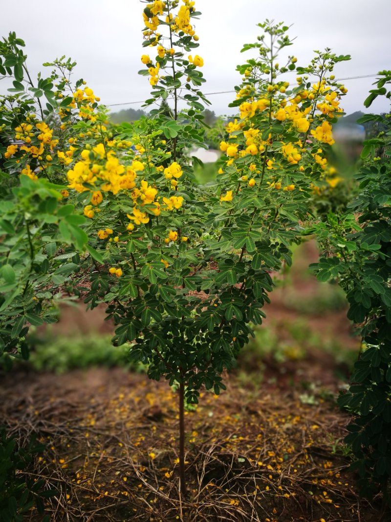 黄花槐黄槐树黄花槐苗