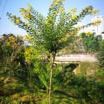 黄花槐黄槐树黄花槐苗