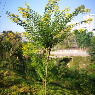 黄花槐黄槐树黄花槐苗