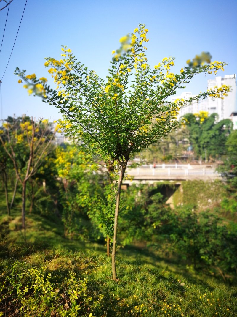 黄花槐黄槐树黄花槐苗