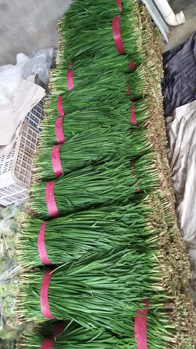 河南韭菜，万亩基地直销，质量保证，一手货源，代发全国各