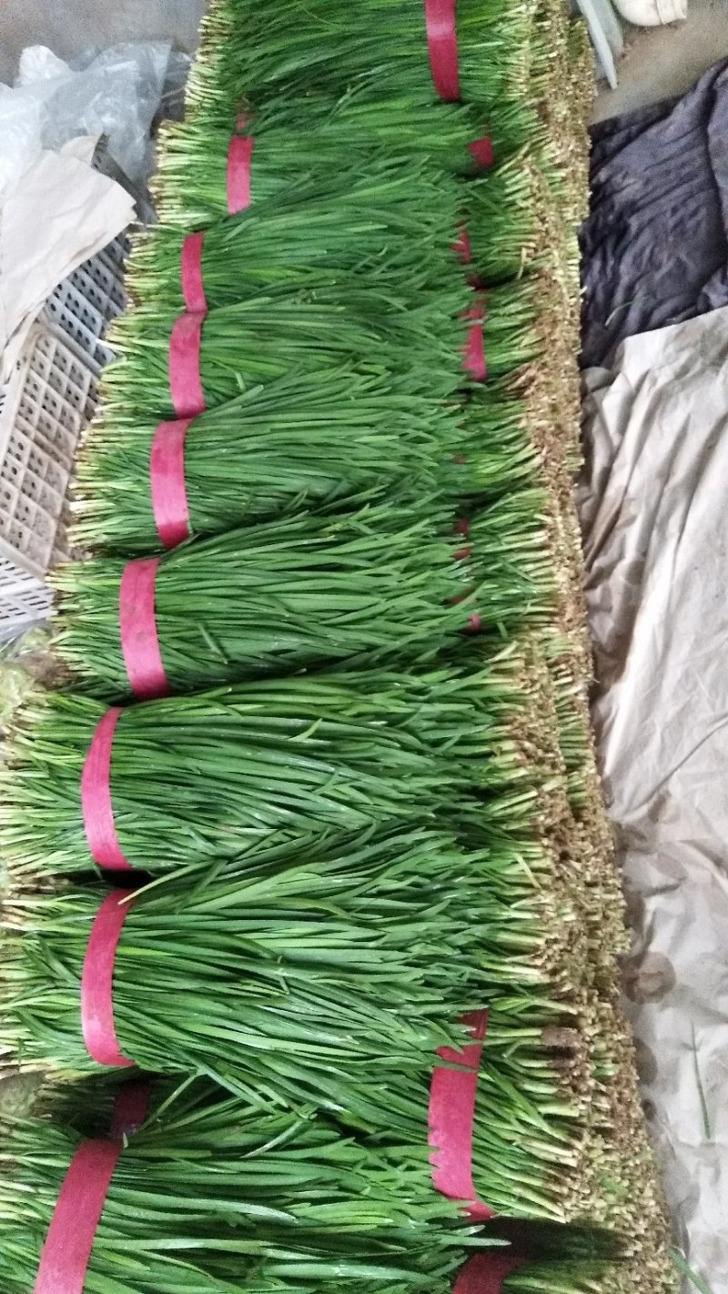 河南韭菜，万亩基地直销，质量保证，一手货源，代发全国各