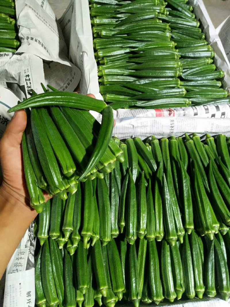 黄秋葵海南秋葵水果秋葵精品水果秋葵上市啦